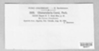Glomopsis corni image